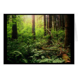 Salal Trail 1 cards