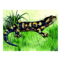 Salamander Lover Posters posters