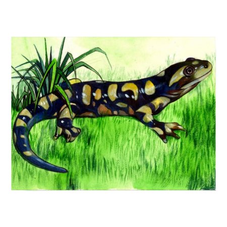 Salamander Lover Posters print