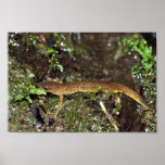 Salamander olímpico posters