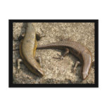 Salamander Postcard