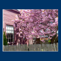 Salem Pink Blossoms postcards
