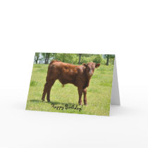 Salers calf birthday card