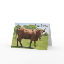 Salers cow birthday card