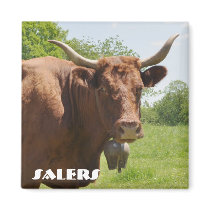Salers cow magnet