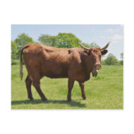 Salers cow postcard postcard