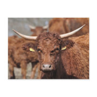 Salers cow postcard postcard