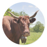 Salers cow sticker