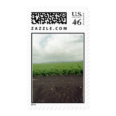 Salinas Field in October Postage