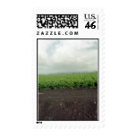 Salinas Field in October Postage Stamps