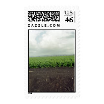 Salinas Field in October postage by gidgey Salinas Field in October postage