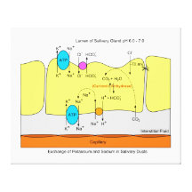 Saliva Gland Secretion Duct Diagram Stretched Canvas Prints