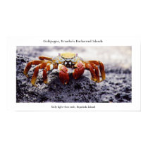 Sally light-foot crab, awaiting high tide posters