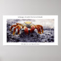 Sally light-foot crab, awaiting high tide posters