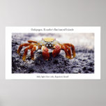 Sally light-foot crab, awaiting high tide print