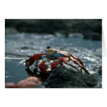 Sally Lightfoot Crab Cards
