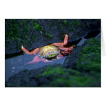 Sally Lightfoot Crab Entering Water Cards