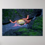 Sally Lightfoot Crab Entering Water Poster