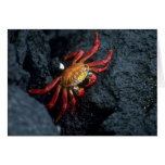 Sally Lightfoot Crab Greeting Card