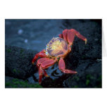 Sally Lightfoot Crab Greeting Cards