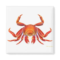 Sally Lightfoot Crab Magnet by twopurringcats Sally Lightfoot Crab Magnet