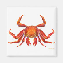 Sally Lightfoot Crab Magnet