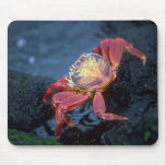 Sally Lightfoot Crab Mousepads