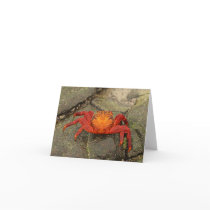 Sally Lightfoot Crab notecard