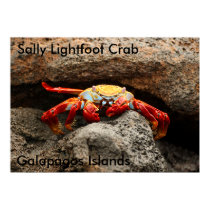 Sally Lightfoot Crab Poster posters