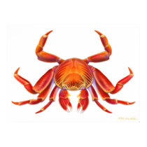 Sally Lightfoot Crab Poster posters
