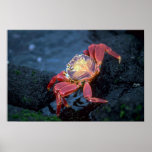 Sally Lightfoot Crab Poster