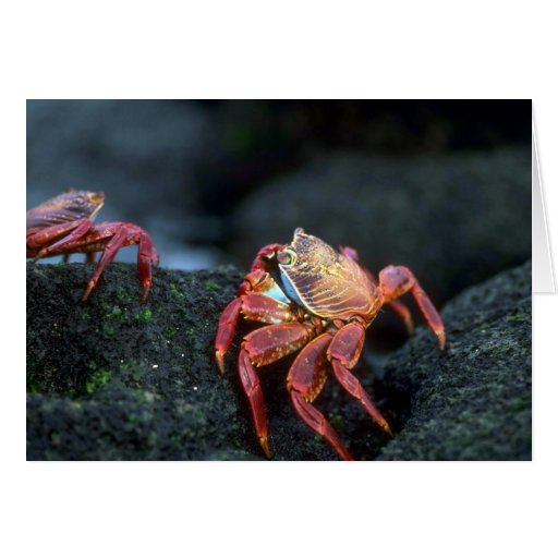 Sally Lightfoot Crabs Card