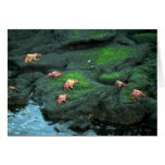 Sally Lightfoot Crabs Card