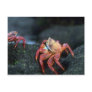 Sally Lightfoot Crabs Postcard