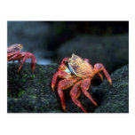 Sally Lightfoot Crabs Postcard