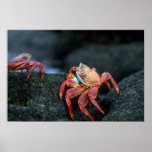 Sally Lightfoot Crabs Poster