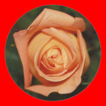 Salmon Blush Rose stickers