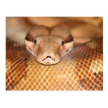 Salmon Boa Postcard
