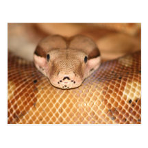 Salmon Boa Postcard