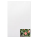 Salmon Colored Rose stationery