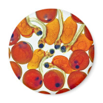 Salmon Eggs and Fry Magnet