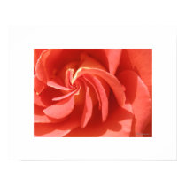 Salmon Enchanted Evening Rose Swirl Poster Print