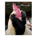 Salmon Faverolles Rooster posters