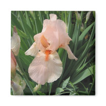 Salmon Iris 1 Magnet magnets