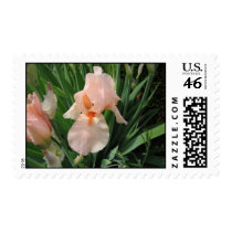 Salmon Iris 1 postage by tkrysak Salmon Iris 1 postage