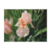 Salmon Iris 1 postcards