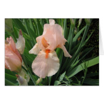 Salmon Iris Card by tkrysak Salmon Iris Card