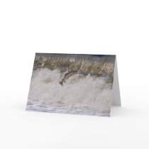 Salmon Jumping cards