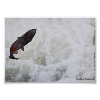Salmon Jumping Tumwater Falls Photographic Print