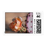 Salmon Purple prickly pear blossoms Salmon Purple prickly pear blossoms